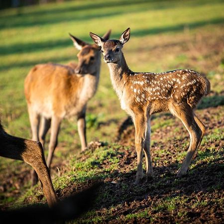 Vila Le Brocard Des Fagnes - 16 Pers Malmedy Exteriér fotografie